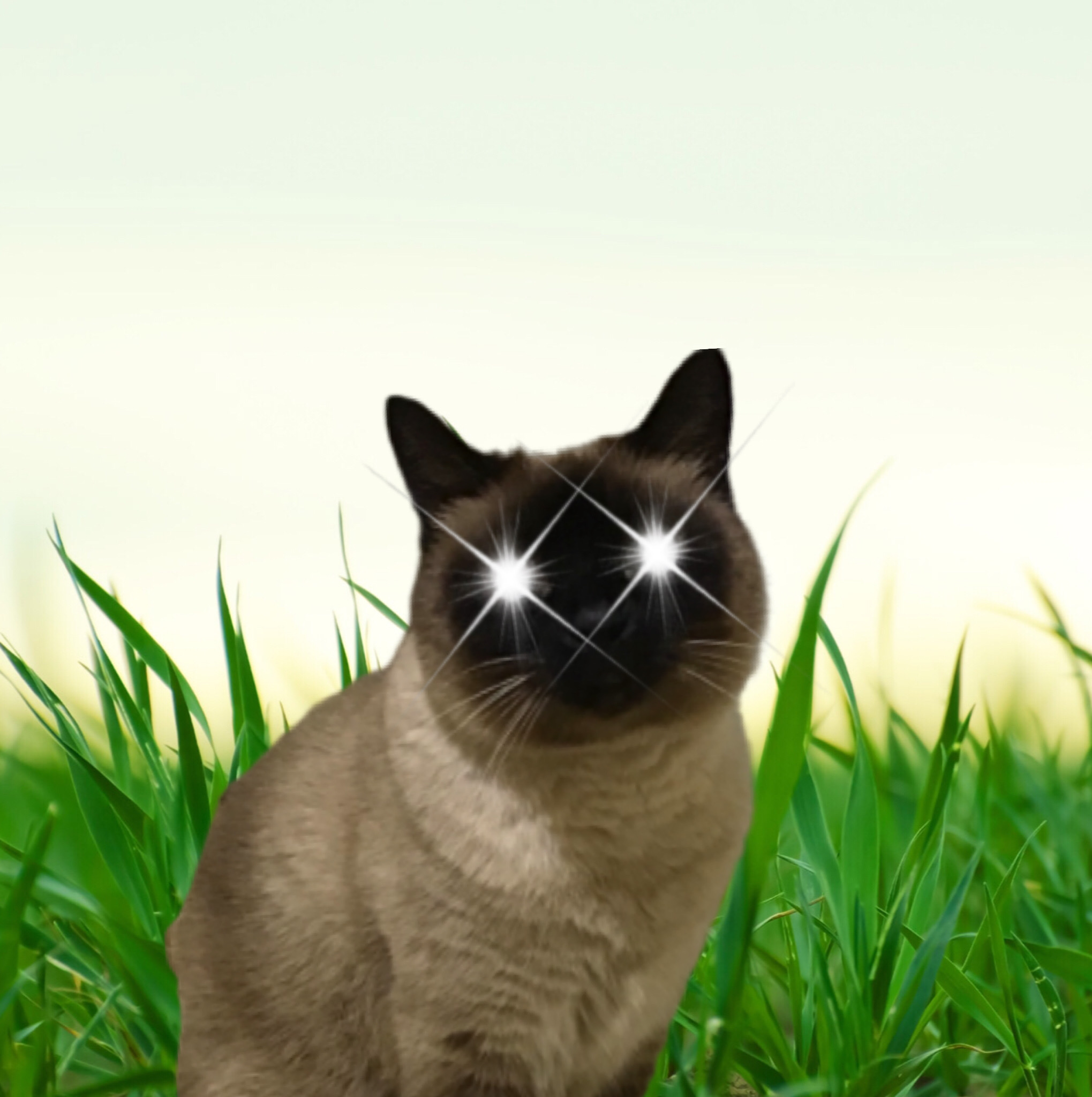 強過ぎて草が生える猫