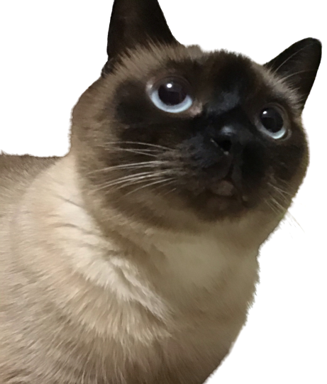 非常に危険な猫